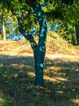 fruit tree garden in piacenza, italy