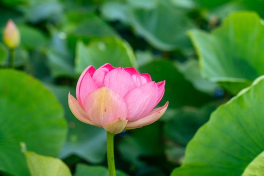 A pink lotus flower sways in the wind. Against the background of their green leaves. Lotus field on the lake in natural environment