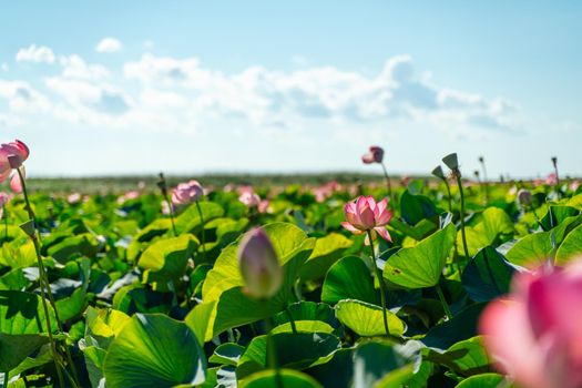 A pink lotus flower sways in the wind. Against the background of their green leaves. Lotus field on the lake in natural environment