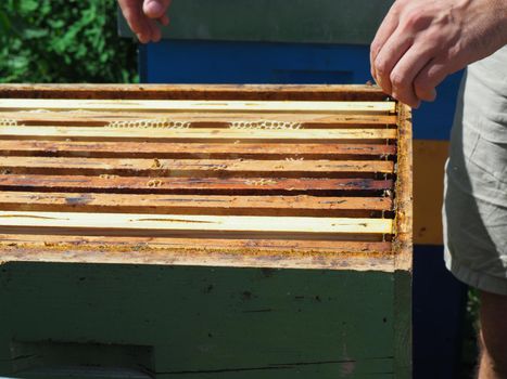 Beekeeper working with bees and beehives on the apiary. Beekeeping concept. Beekeeper harvesting honey Beekeeper on apiary.