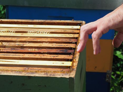 Beekeeper working with bees and beehives on the apiary. Beekeeping concept. Beekeeper harvesting honey Beekeeper on apiary.