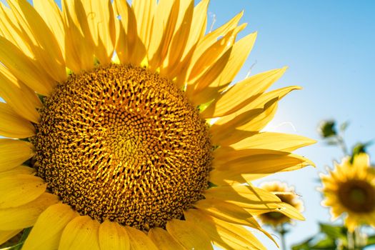 Half of a sunflower flower against a blue sky. The sun shines through the yellow petals. Agricultural cultivation of sunflower for cooking oil