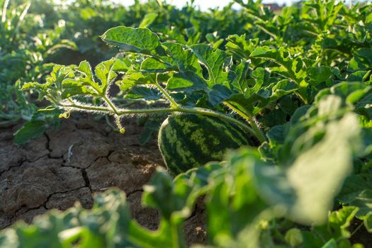 Watermelon grows on a green watermelon plantation in summer. Agricultural watermelon field