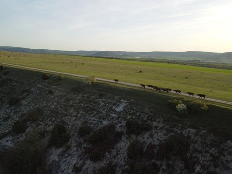Flying over a small herd of cattle cows walking uniformly down farm road on the hill. Black, brown and spotted cows. Top down aerial view of the countryside on a sping sunset. Idyllic rural landscape