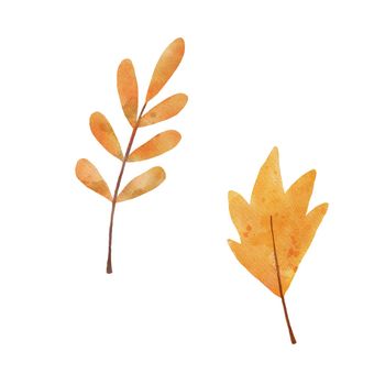 Watercolor rowan tree leaf isolated on white background. Autumn Drawing of plant. Fall leaves illustration