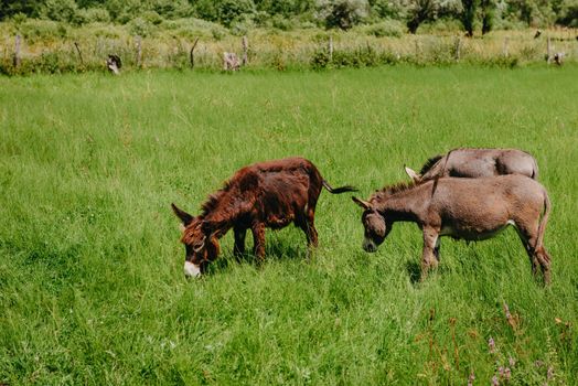 The donkeys grazes on a green meadow in the summer day. Donkeys or mules, Equus asinus, grazing on green pasture or farm