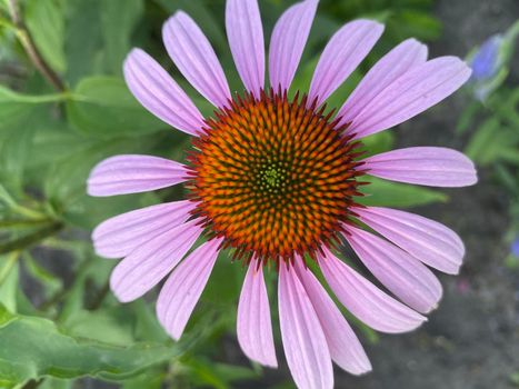 Echinacea purpurea blooms in the summer garden. Vibrant growing patch of Echinacea Purpurea also known as Purple Coneflower