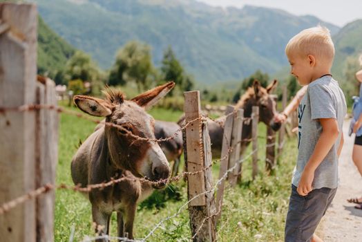 a boy of six years old feeds a donkey in the summer in the village