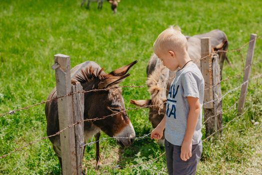 a boy of six years old feeds a donkey in the summer in the village