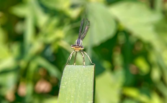 Beautiful nature scene close-up of a cute dragonfly on a leaf