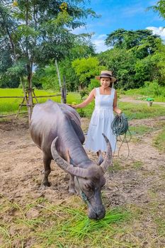 Eco farm homestay with a rice field in central Thailand, paddy field of rice during rain monsoon season in Thailand. Asian woman at a homestay farm in Thailand with a buffalo