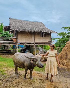 Eco farm homestay with a rice field in central Thailand, paddy field of rice during rain monsoon season in Thailand. Asian woman at a homestay farm in Thailand with a buffalo