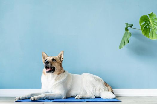 Pet care. Cute mixed breed dog lying on cool mat in hot day looking up, blue wall background, summer heat