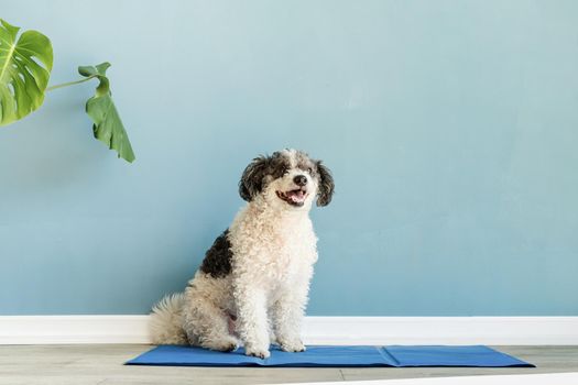 Pet care. Cute mixed breed dog sitting on cool mat in hot day looking up, blue wall background, summer heat