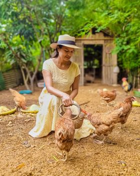 Eco farm homestay with a rice field in central Thailand, paddy field of rice during rain monsoon season in Thailand. Asian woman at a homestay farm in Thailand feeding chicken