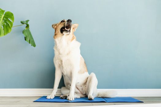 Pet care. Cute mixed breed dog lying on cool mat in hot day looking up, blue wall background, summer heat