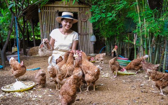 Eco farm homestay with a rice field in central Thailand, paddy field of rice during rain monsoon season in Thailand. Asian woman at a homestay farm in Thailand feeding chicken