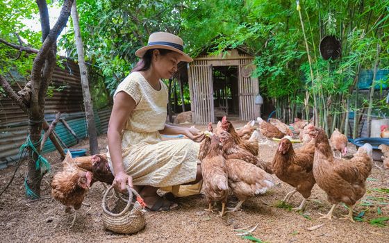 Asian women at an Eco farm homestay feeding chicken at a farm in Thailand. Asian woman with hat at a homestay farm in Thailand feeding chicken