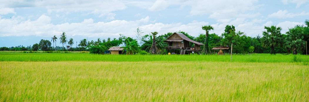 Eco farm homestay with a rice field in central Thailand, paddy field of rice during rain monsoon season in Thailand.