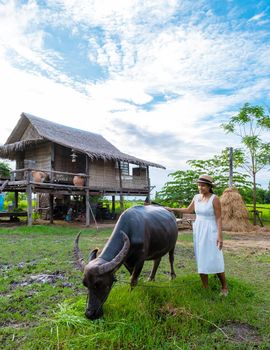 Eco farm homestay with a rice field in central Thailand, paddy field of rice during rain monsoon season in Thailand. Asian woman at a homestay farm in Thailand with a buffalo