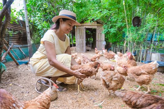 Eco farm homestay with a rice field in central Thailand, paddy field of rice during rain monsoon season in Thailand. Asian woman at a homestay farm in Thailand feeding chicken