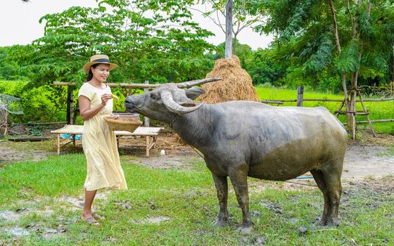 Eco farm homestay with a rice field in central Thailand, paddy field of rice during rain monsoon season in Thailand. Asian woman at a homestay farm in Thailand with a buffalo