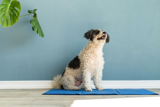 Pet care. Cute mixed breed dog sitting on cool mat in hot day looking up, blue wall background, summer heat