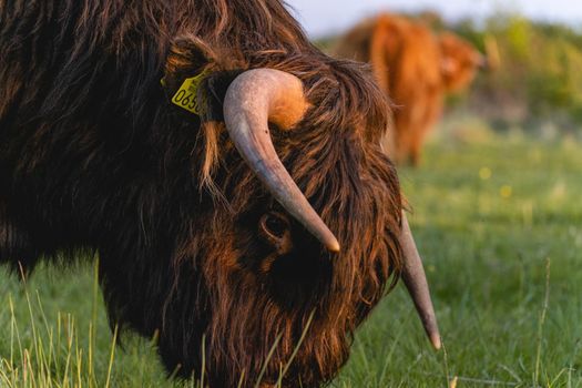 Highlander cows in the dunes of Wassenaar The Netherlands.