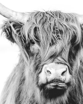 Highlander cows in the dunes of Wassenaar The Netherlands.