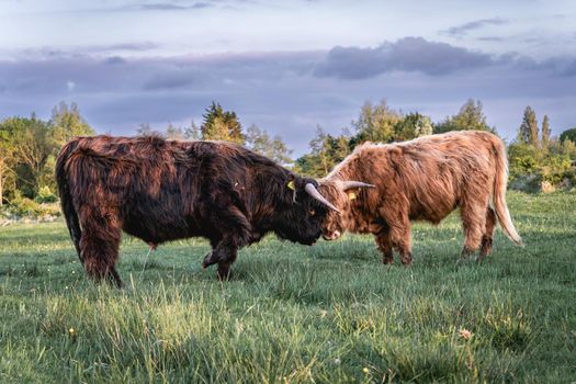 Highlander cows in the dunes of Wassenaar The Netherlands.