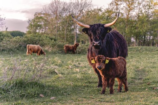 Highlander cows in the dunes of Wassenaar The Netherlands.