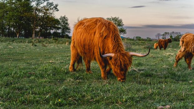 Highlander cows in the dunes of Wassenaar, The Netherlands.