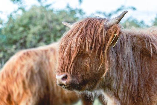 Highlander cows in the dunes of Wassenaar The Netherlands.