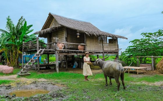 Eco farm homestay with a rice field in central Thailand, paddy field of rice during rain monsoon season in Thailand. Asian woman at a homestay farm in Thailand with a buffalo