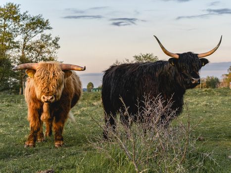 Highlander cows in the dunes of Wassenaar The Netherlands.