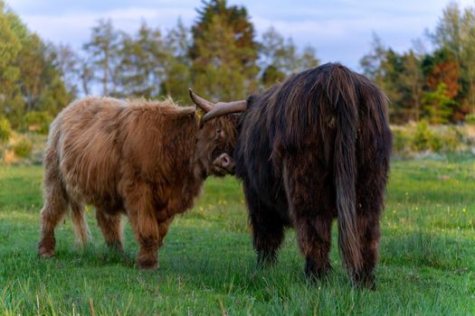 Highlander cows in the dunes of Wassenaar The Netherlands.