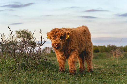 Highlander cows in the dunes of Wassenaar The Netherlands.