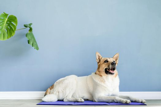 Pet care. Cute mixed breed dog lying on cool mat in hot day looking up, blue wall background, summer heat