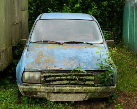 Оld car overgrown with plants. Blue abandoned car covered with mold.