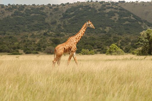 Giraffe walking at Savannah landscape during sunset in South Africa