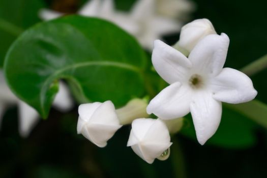 White flowers madagascar jasmine plant stephanotis close up with green leaf