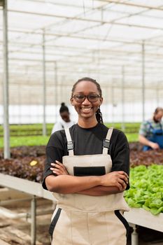 Portrait of smiling woman posing with arms crossed in modern greenhouse with rows of organic plants and salad. African american worker posing happy in bio vegetables farm.