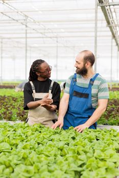 African american farmer and caucasian man doing quality control for bio lettuce crop looking at each other happy with results. Diverse people inspecting green leaves in organic greenhouse farm.