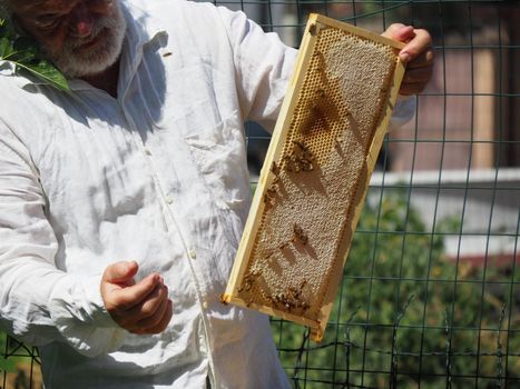 Beekeeper working with bees and beehives on the apiary. Beekeeping concept. Beekeeper harvesting honey Beekeeper on apiary.