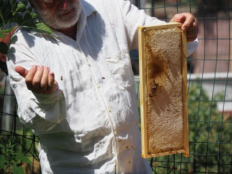 Beekeeper working with bees and beehives on the apiary. Beekeeping concept. Beekeeper harvesting honey Beekeeper on apiary.