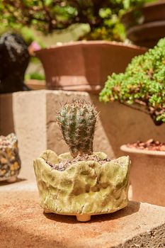 Small cactus in botanical garden, variety of cactus