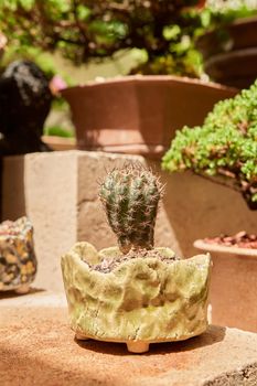 Small cactus in botanical garden, variety of cactus