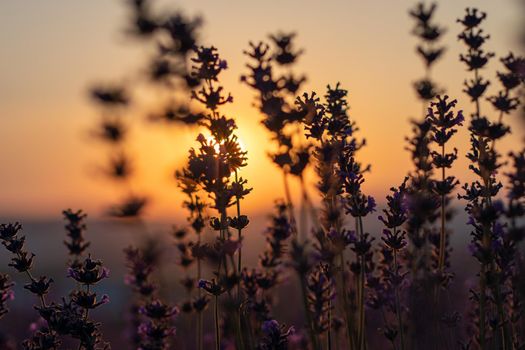 Beautiful sunset in the lavender fields.