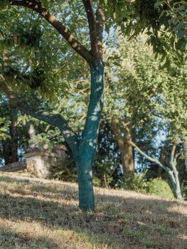 fruit tree garden in piacenza, italy