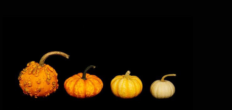 set, group of small decorative pumpkins on black background Isolated object, easy to cut out for design, poster. Seasonal decorative vegetables for Thanksgiving, Halloween, restaurant menu decoration